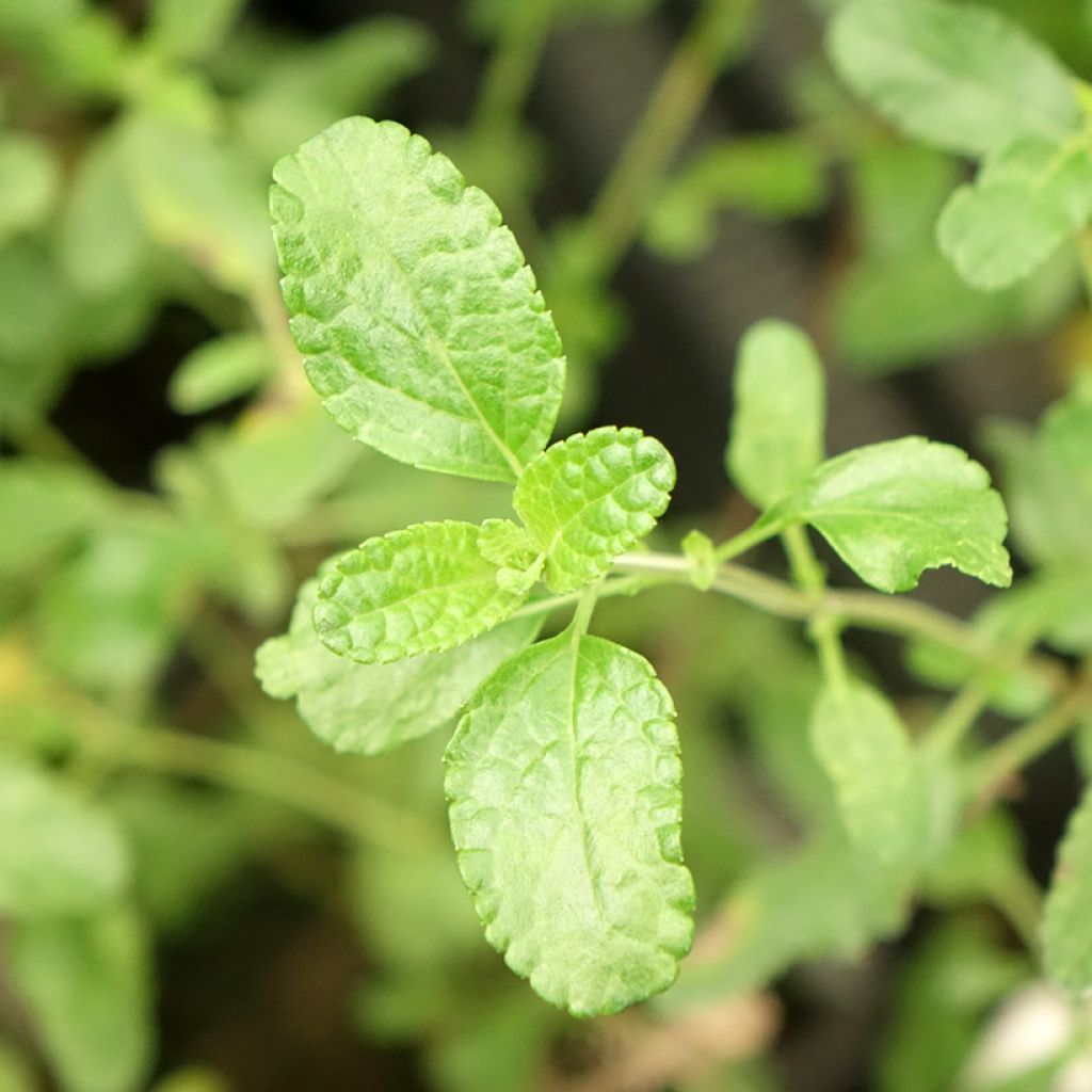 Sauge arbustive Gletsjer - Salvia microphylla