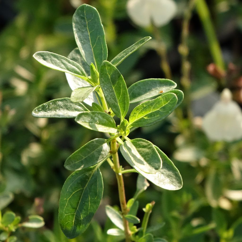 Sauge arbustive - Salvia greggii Mirage Cream
