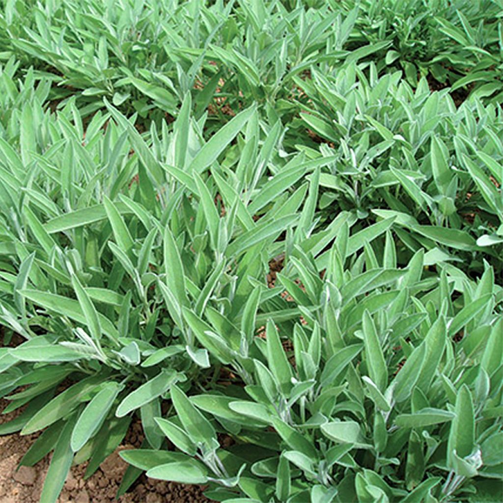 Sauge officinale Ceres Bio - Graines de Salvia officinalis