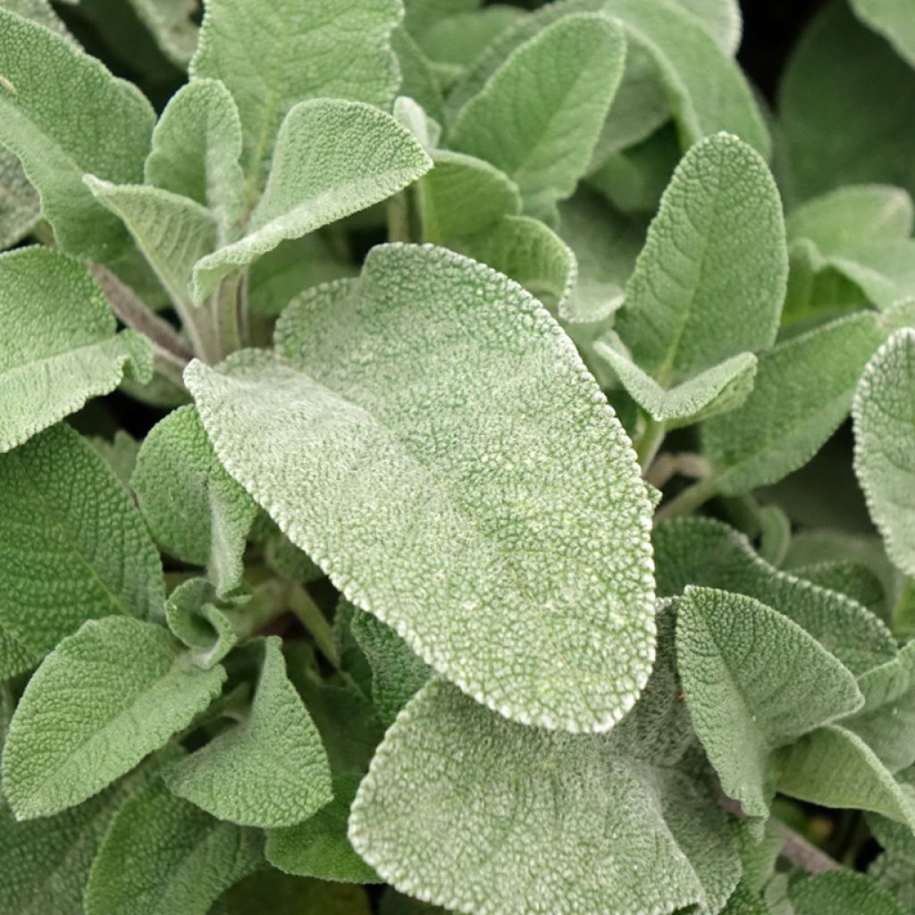 Sauge officinale Maxima - Salvia officinalis