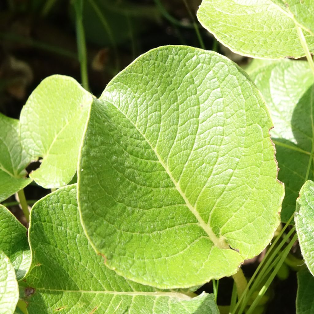 Saule rampant des îles Kouriles -Salix kurilensis