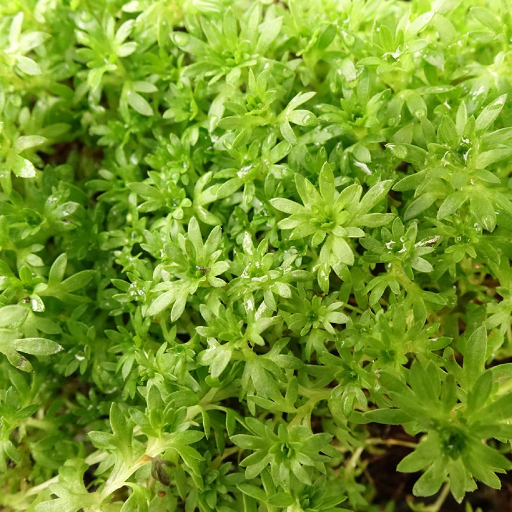 Saxifraga arendsii Compactum (Stransfieldii) - Saxifrage mousse