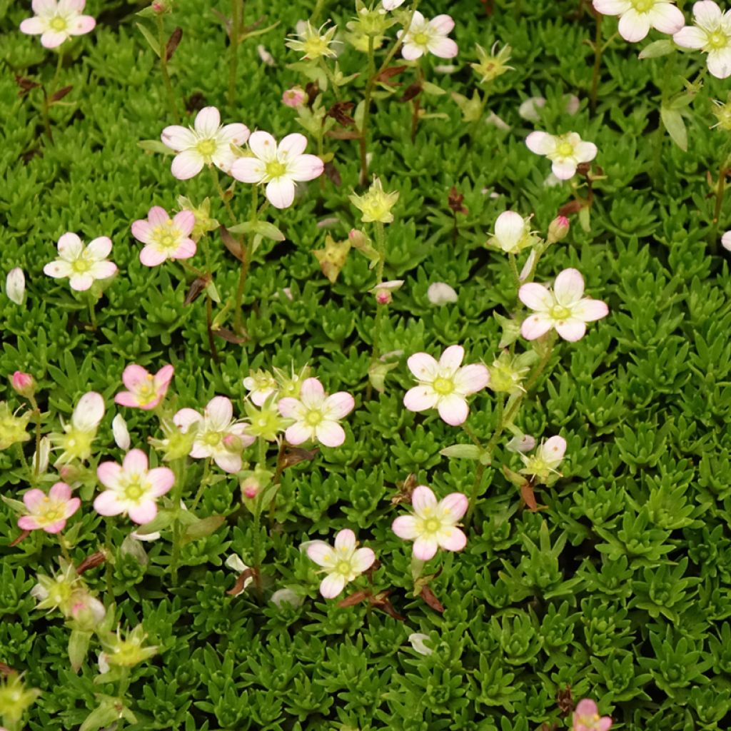 Saxifraga arendsii Compactum (Stransfieldii) - Saxifrage mousse