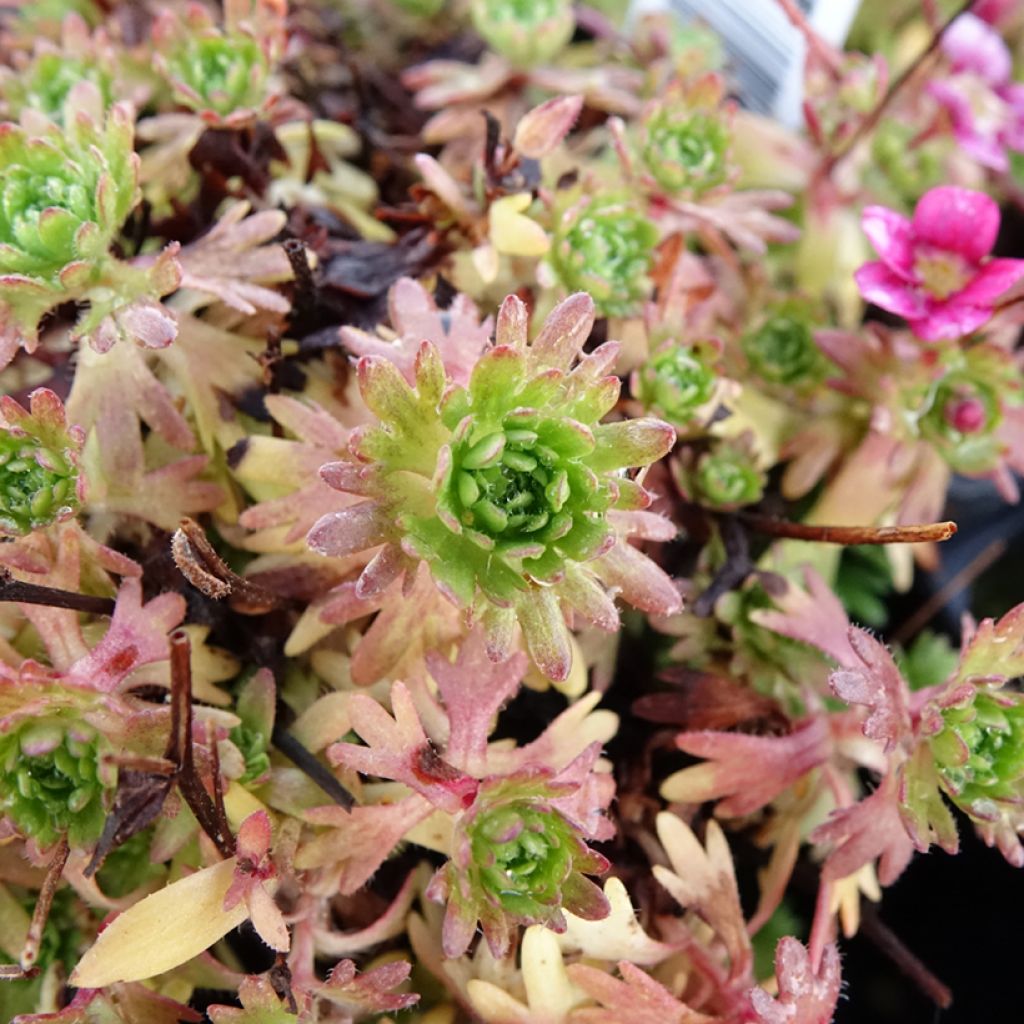 Saxifraga arendsii Ware's Crimson - Saxifrage mousse