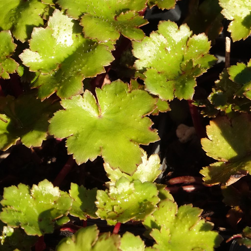 Saxifraga fortunei Beni Tsukasa - Saxifrage