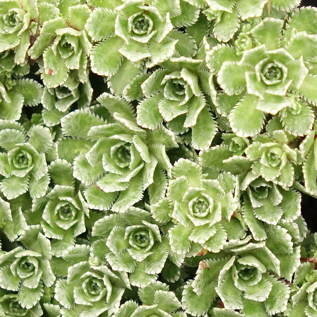 Saxifraga paniculata var.minutifolia - Saxifrage