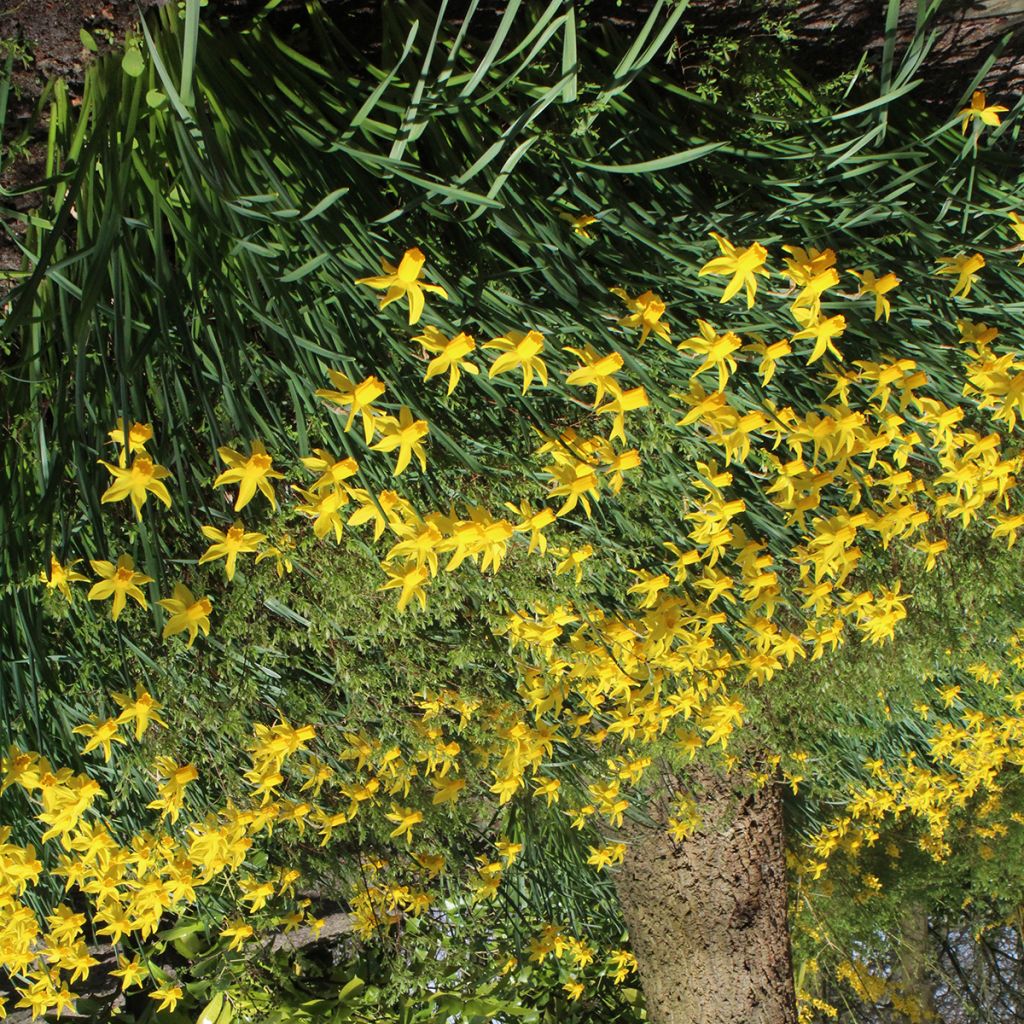Narcisse cyclamineus Rapture