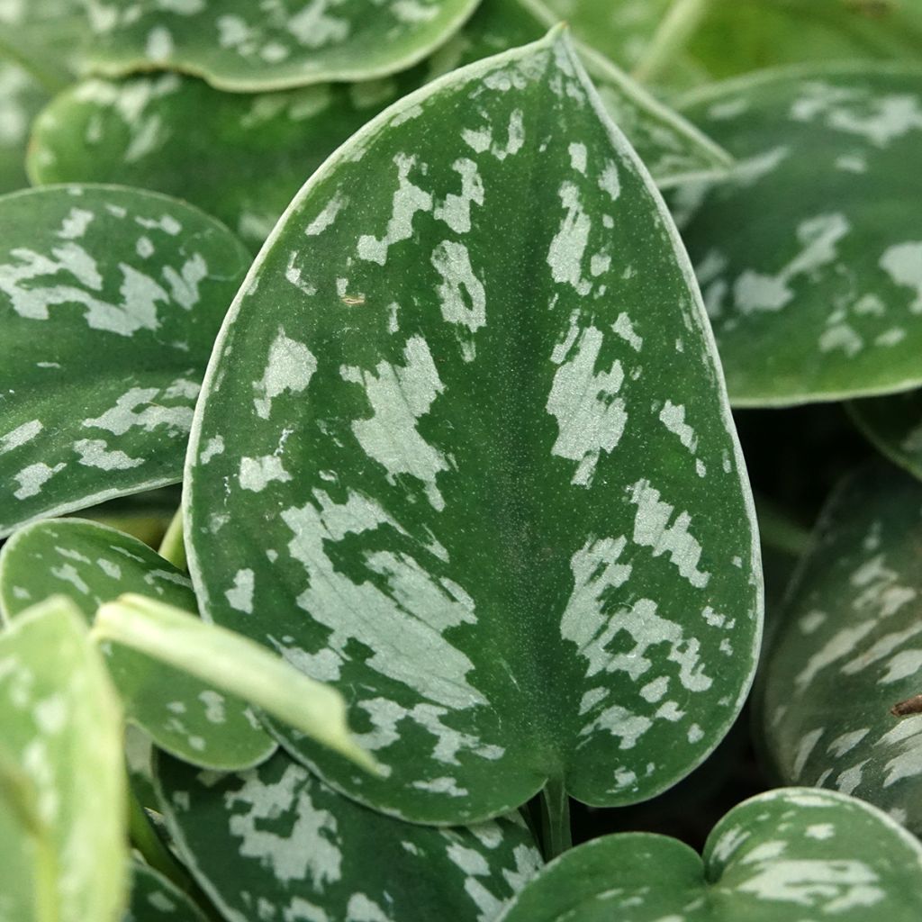 Scindapsus pictus - Pothos argenté