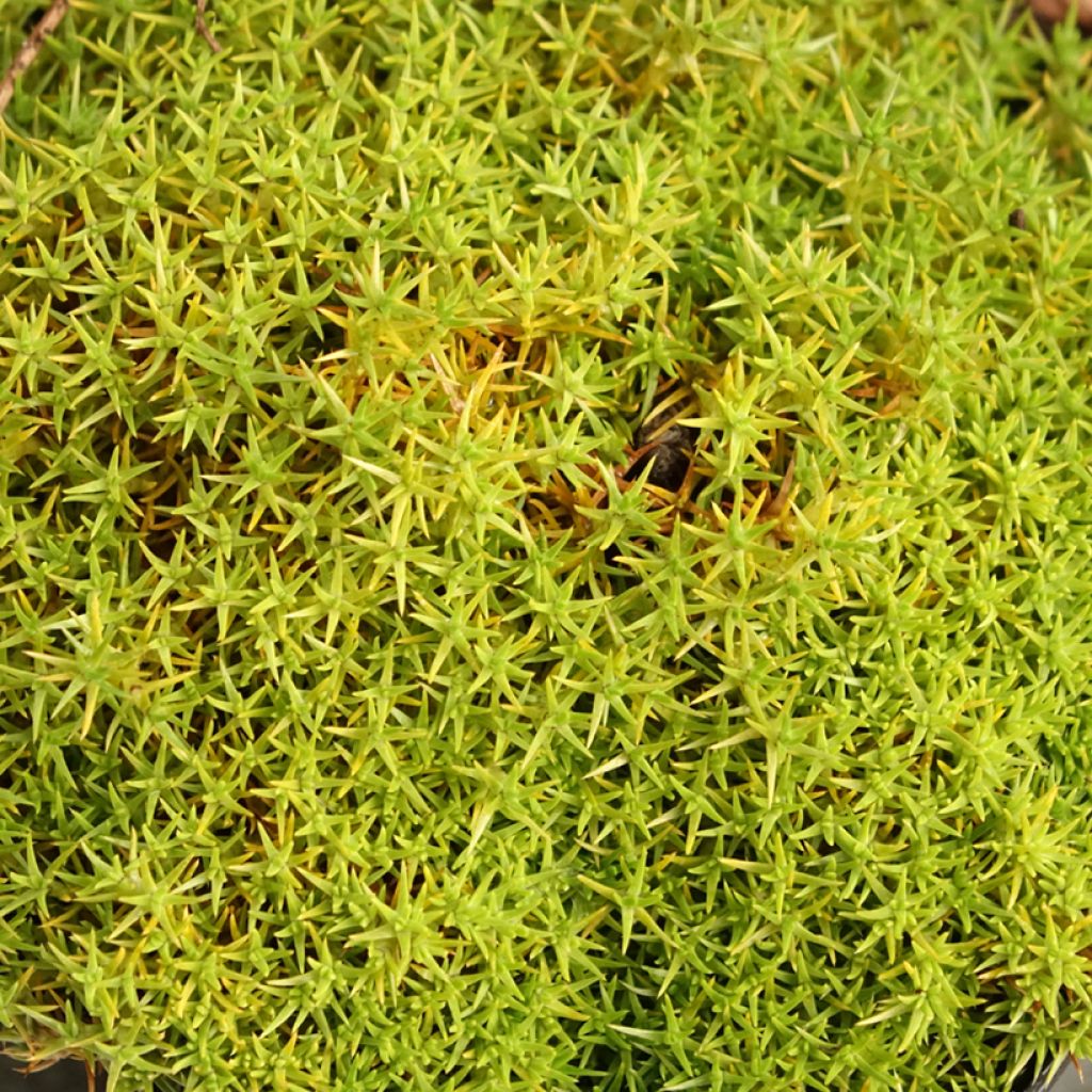 Scleranthus uniflorus - Scléranthe 
