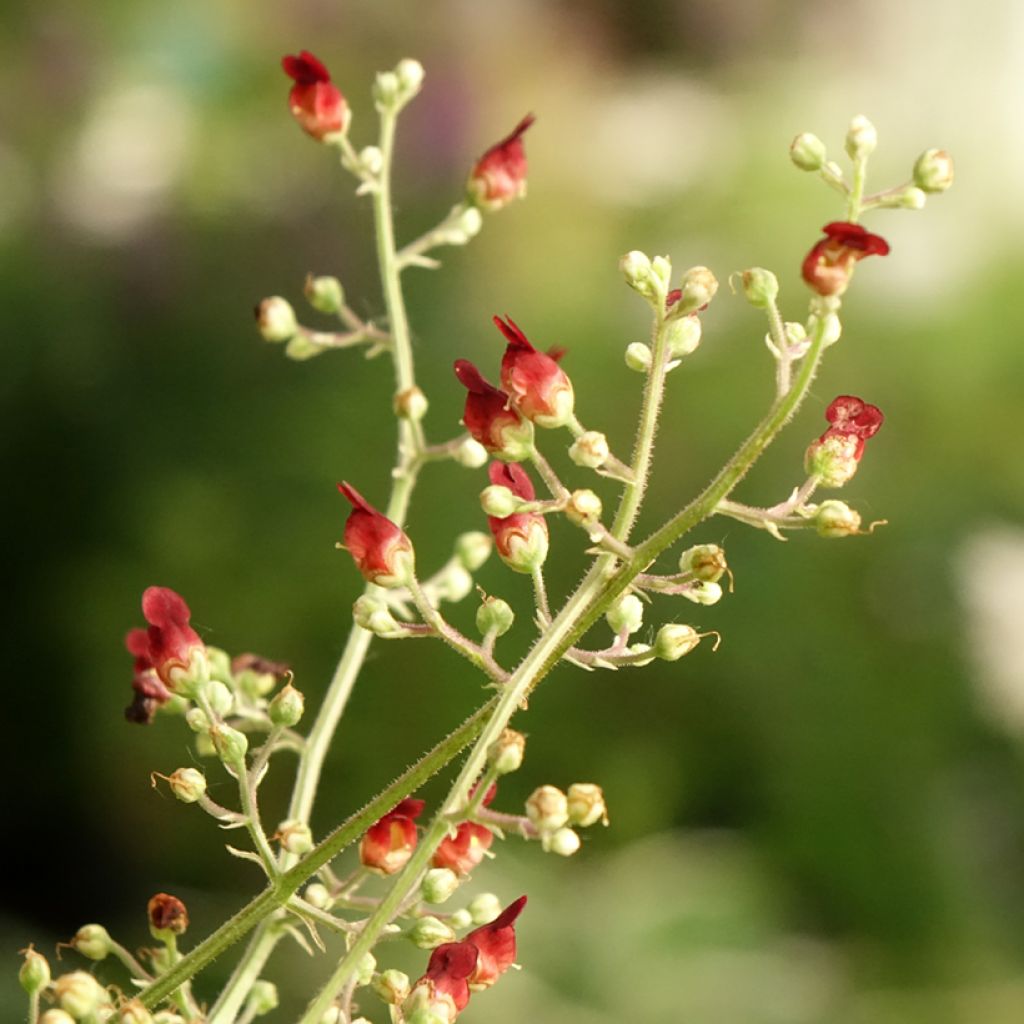 Scrophularia auriculata Variegata - Scrofulaire à oreillettes panachée