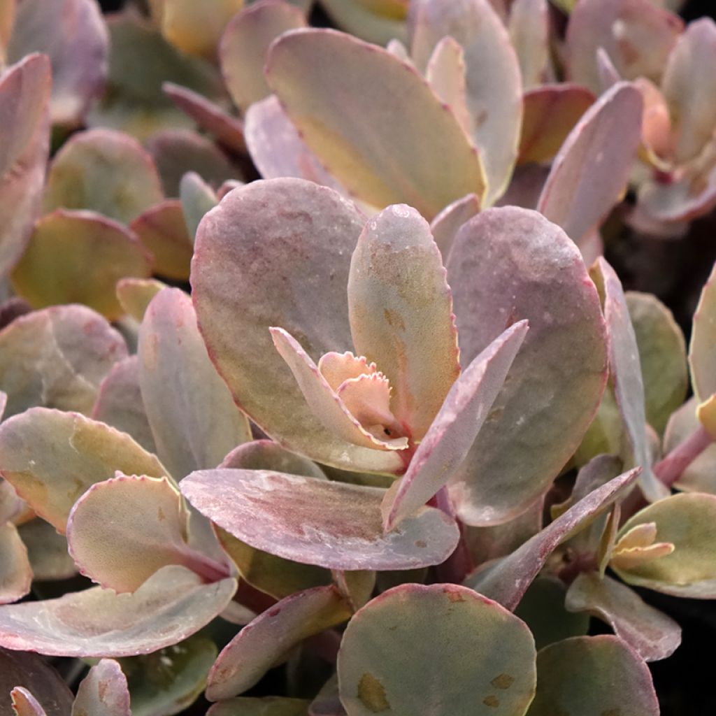 Sedum Chocolate Cherry - Orpin reprise