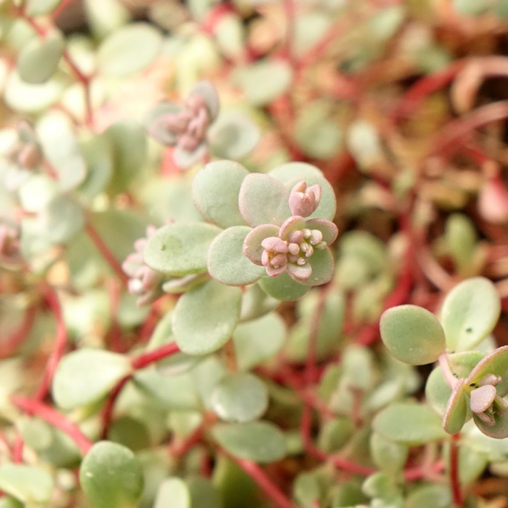 Sedum cyaneum Rosenteppich (Rose carpet) - Orpin de Sakhaline 