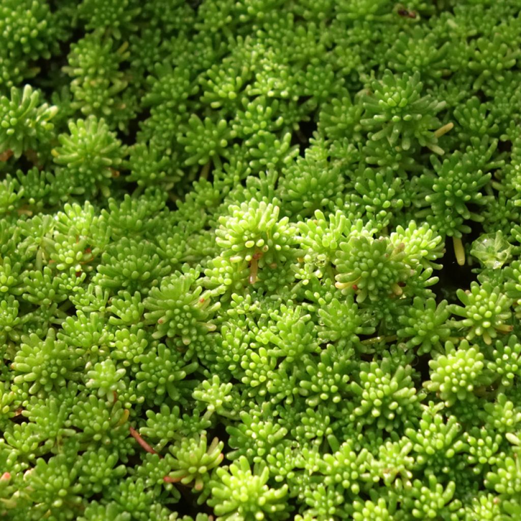 Sedum lydium Glaucum (Sedum hispanicum) - Orpin