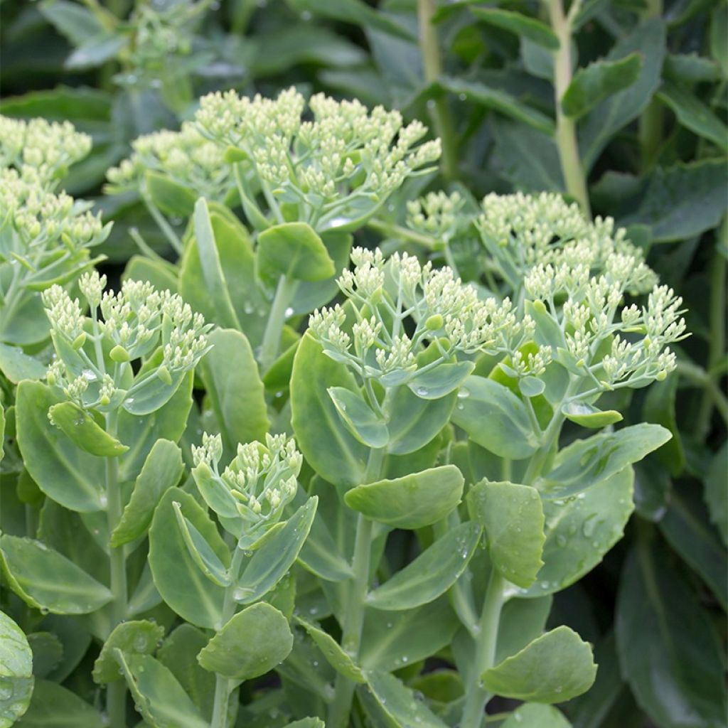 Sedum spectabile Neon - Grand orpin d'automne