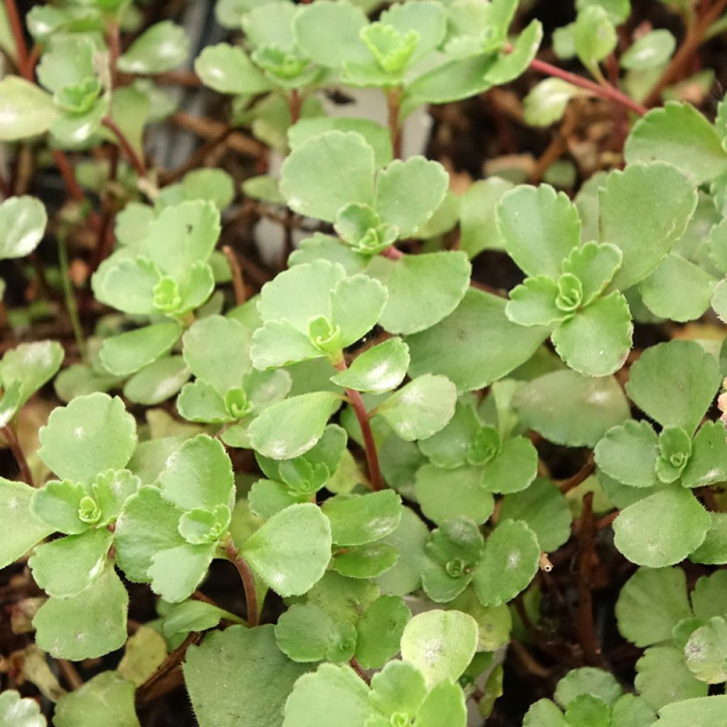 Sedum spurium Dragon Blood (schorbuser blüt) - Orpin
