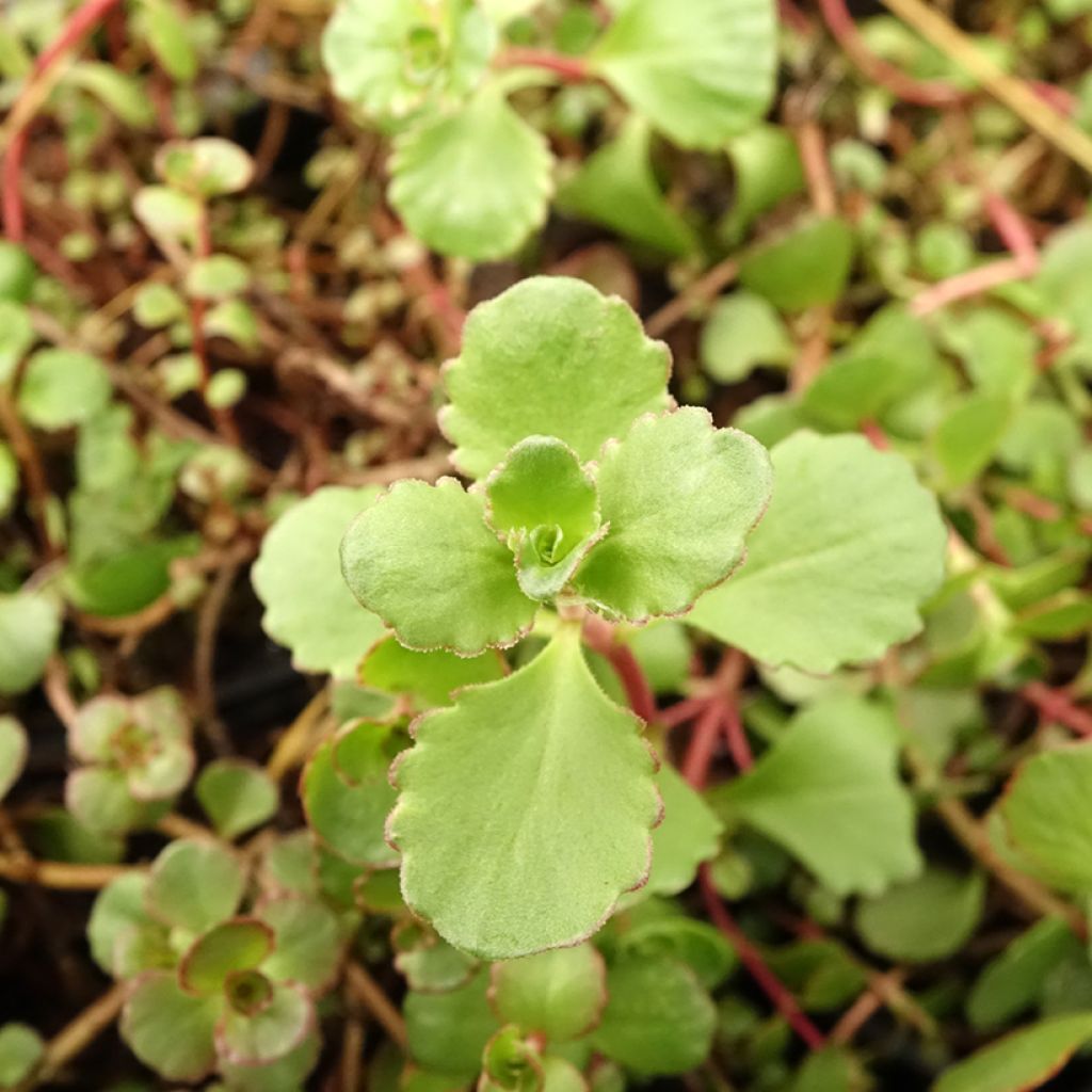 Sedum spurium Woodoo - Orpin