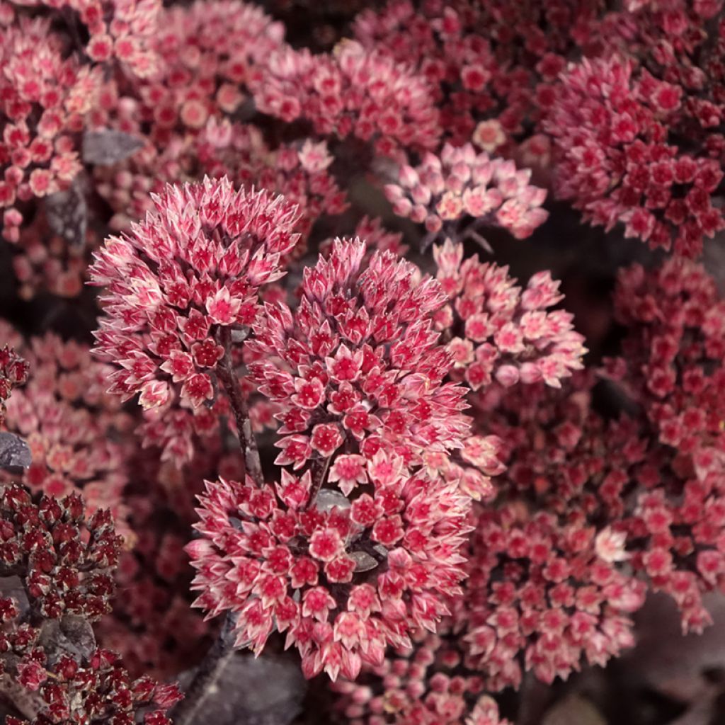 Sedum telephium Bon Bon - Orpin