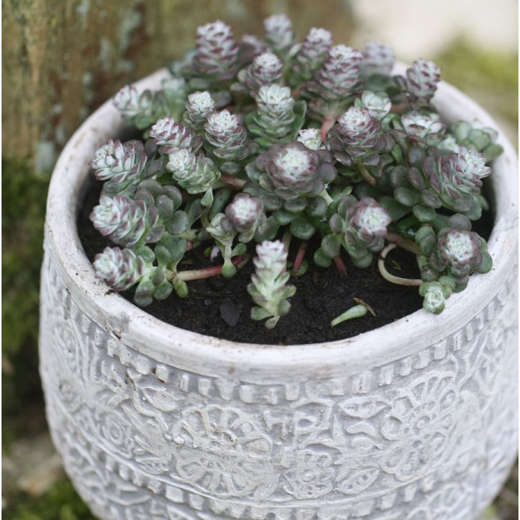 Sedum spathulifolium Cape Blanco - Orpin rampant