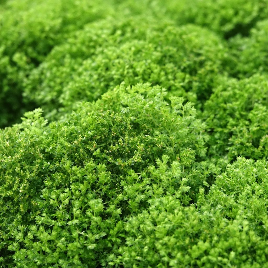 Selaginella apoda