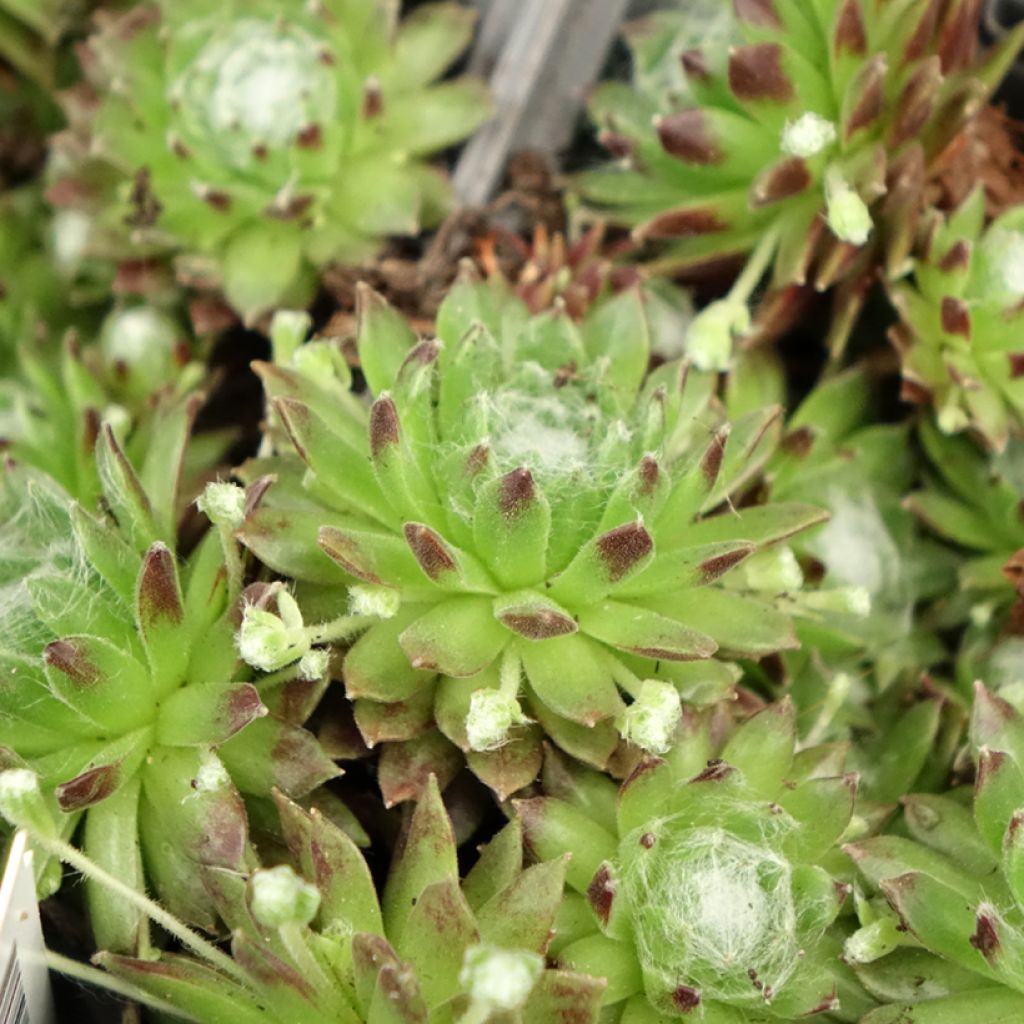 Sempervivum arachnoideum - Joubarbe à toile d'araignée