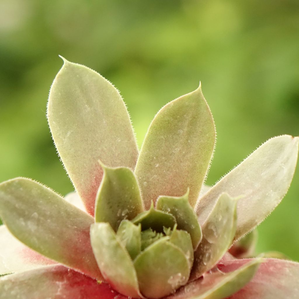 Sempervivum Commander Hay - Joubarbe hybride rouge et verte