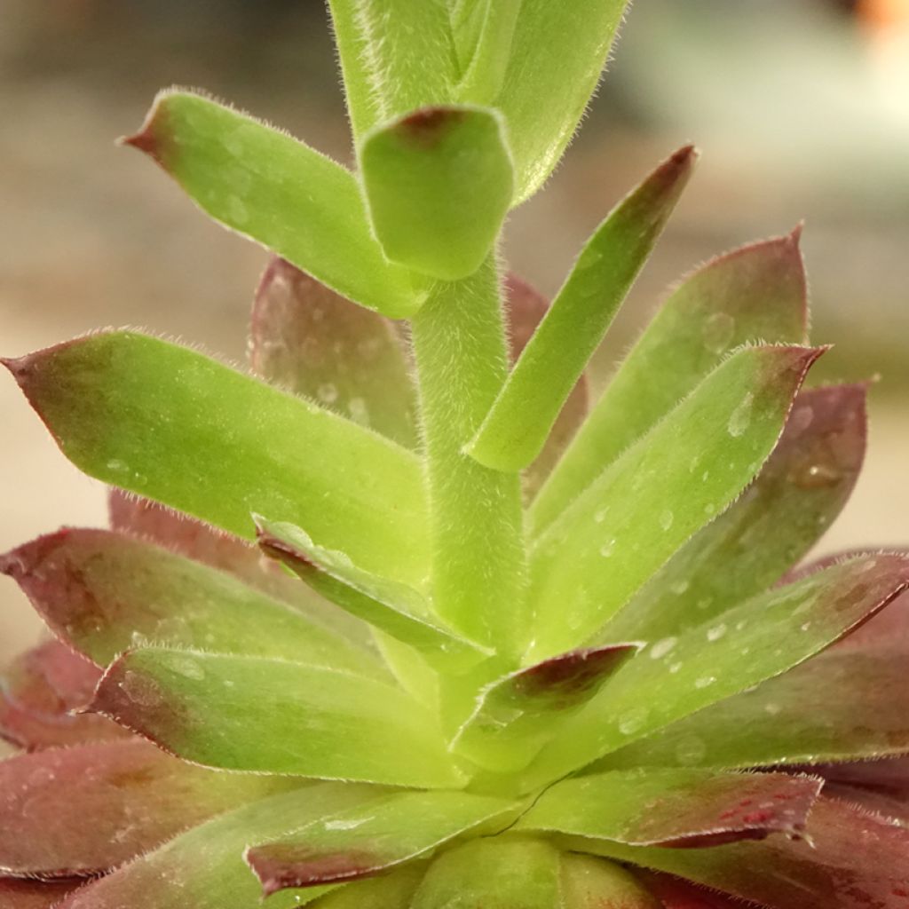 Sempervivum Granat - Joubarbe hybride poupre et vert amande