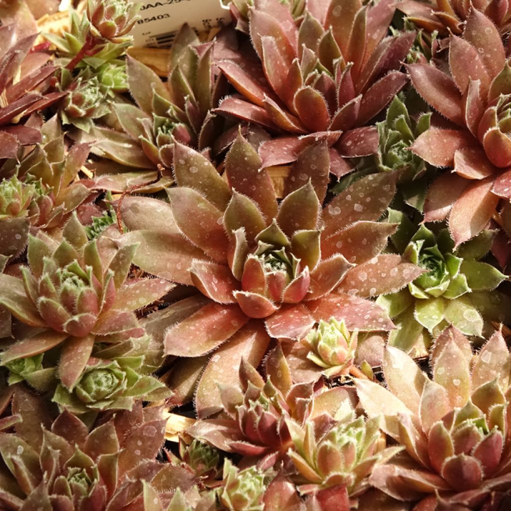 Sempervivum Pilatus - Joubarbe hybride bronze-violacé.
