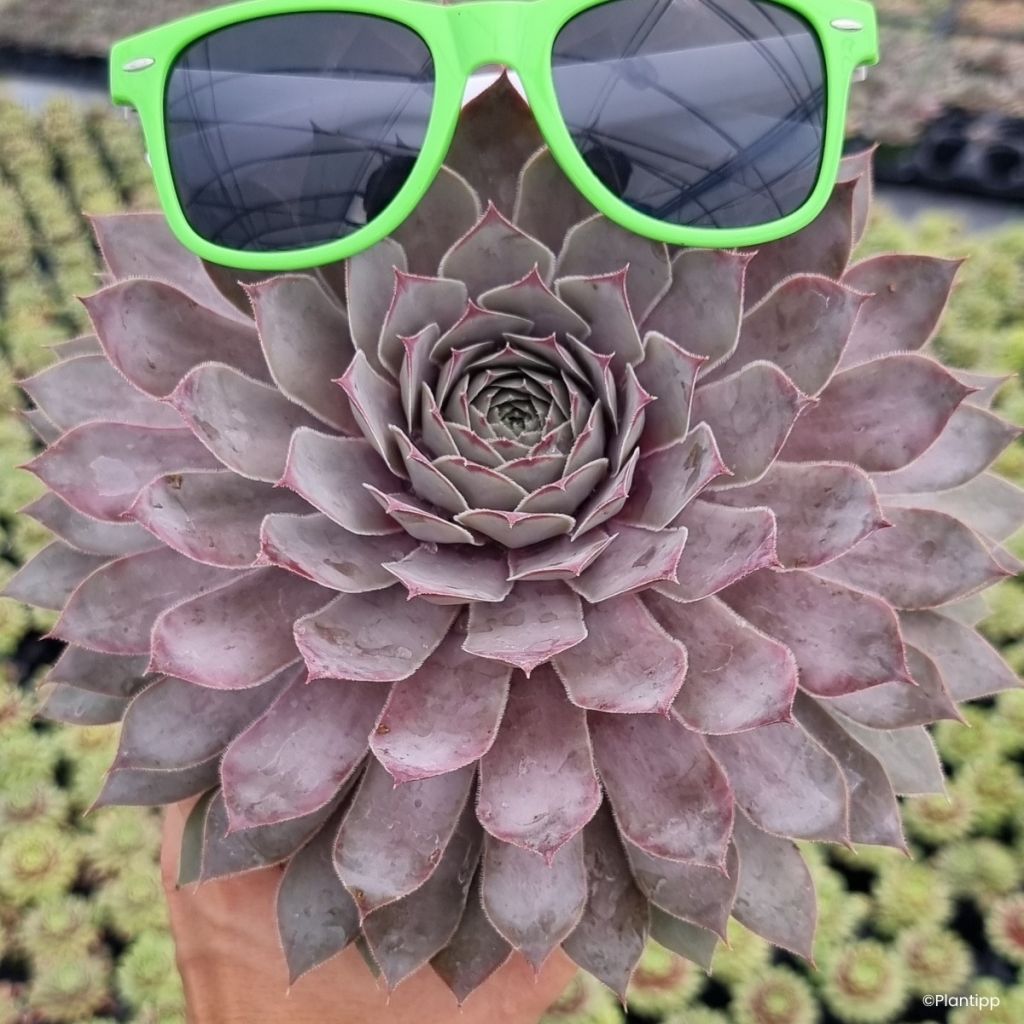 Sempervivum Chick Charms Giants Steel Appeal - Joubarbe