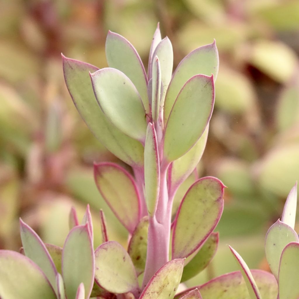 Senecio crassissimus