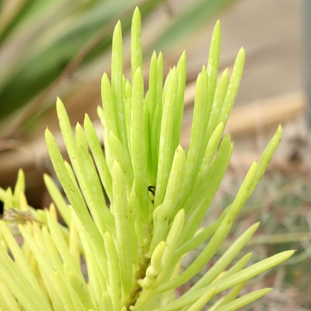 Senecio cylindricus