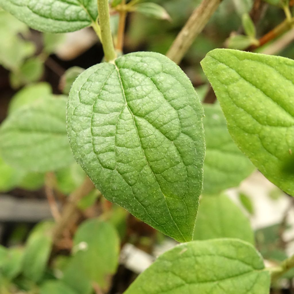 Seringat - Philadelphus Snowbelle