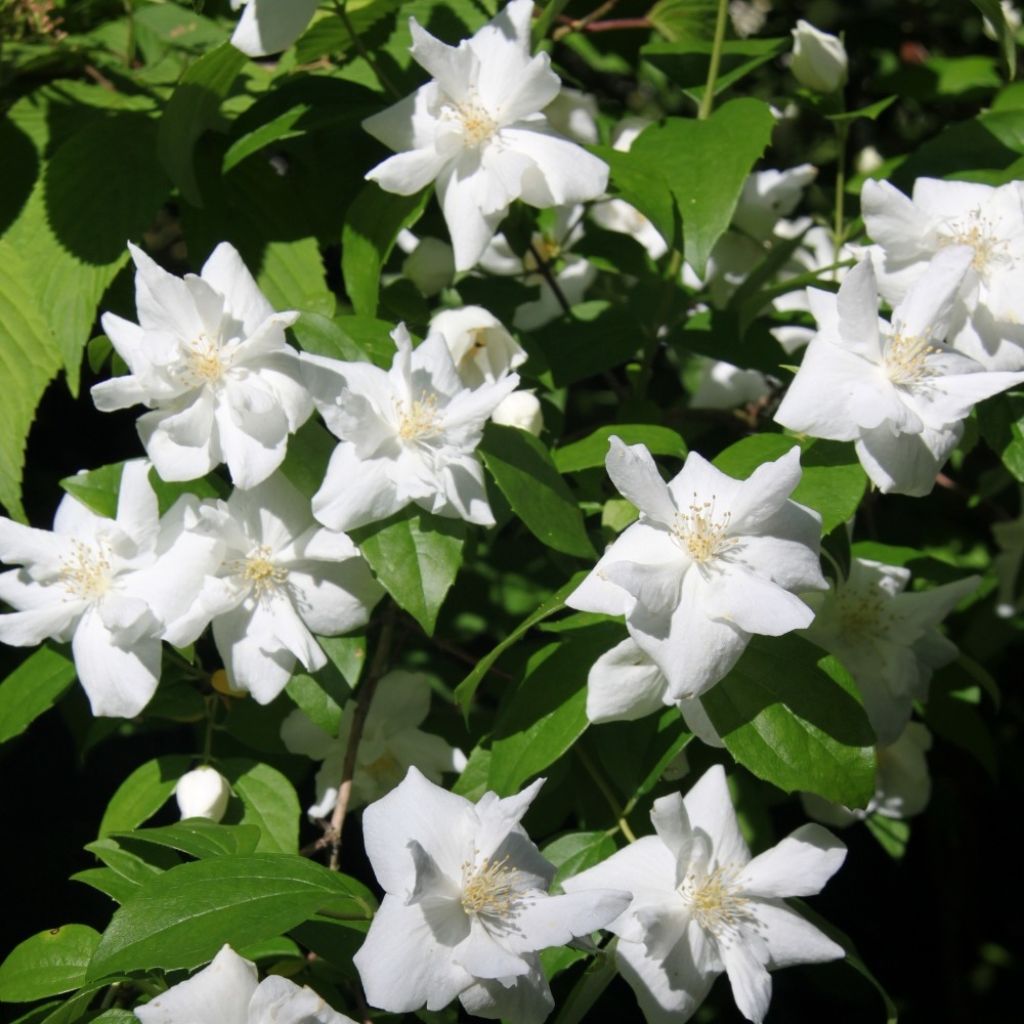 Seringat blanc - Philadelphus Natchez