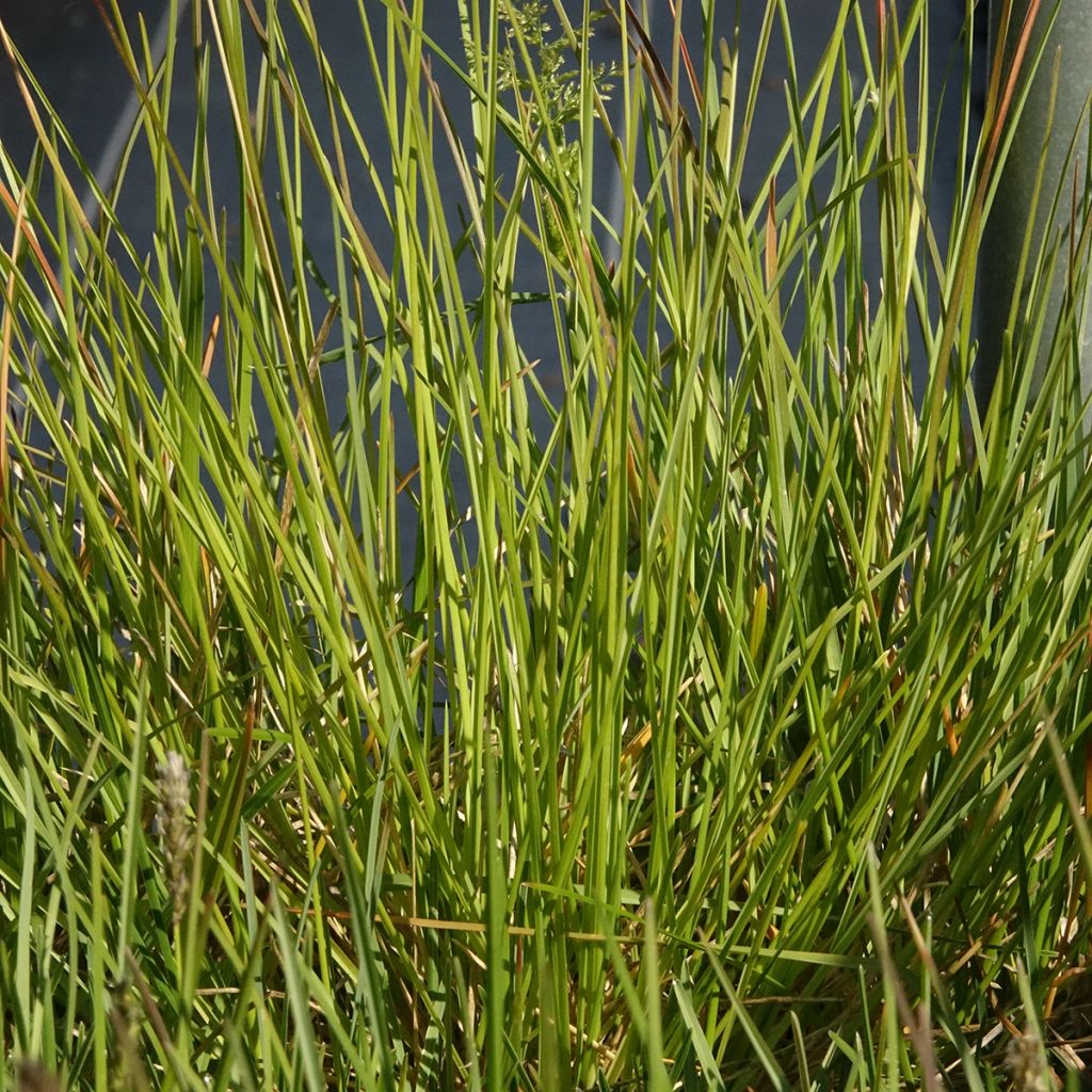 Sesleria sadleriana - Seslérie