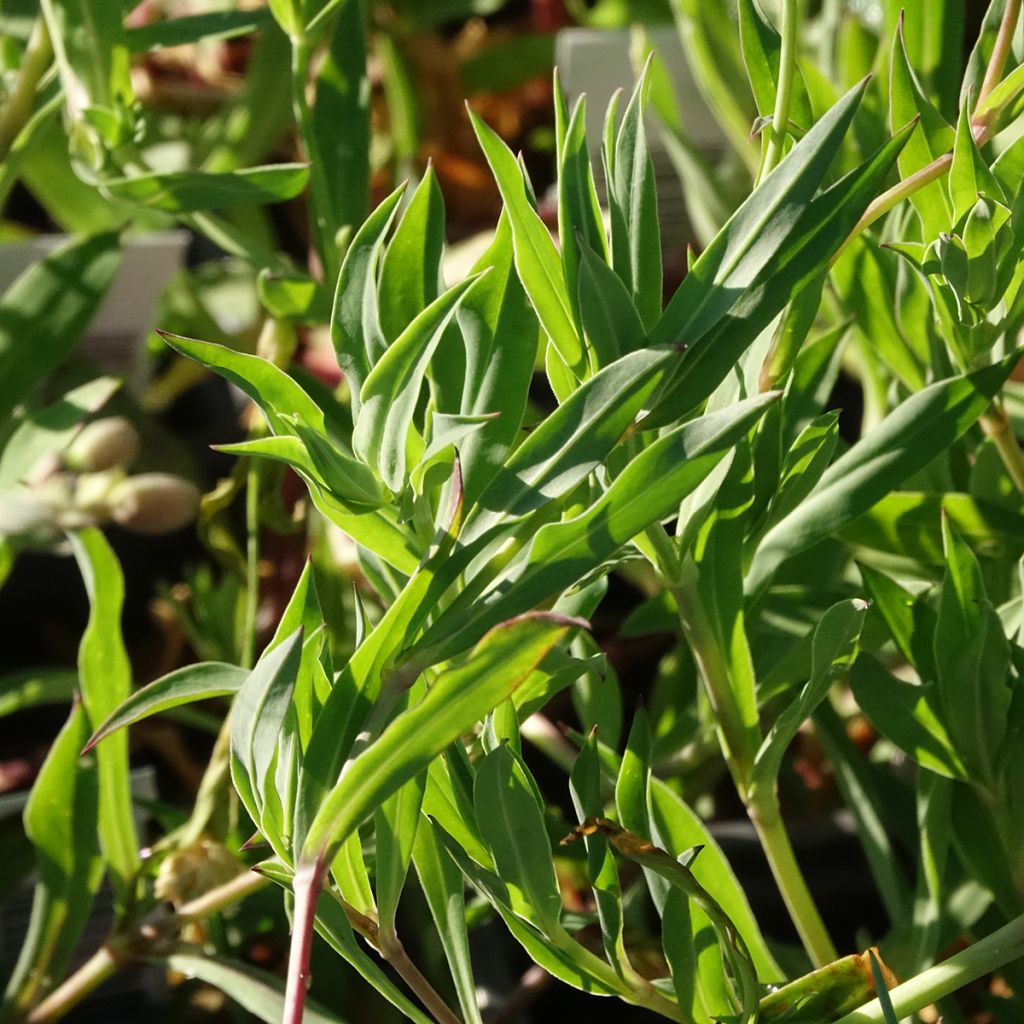 Silène enflé ou commun - Silene vulgaris