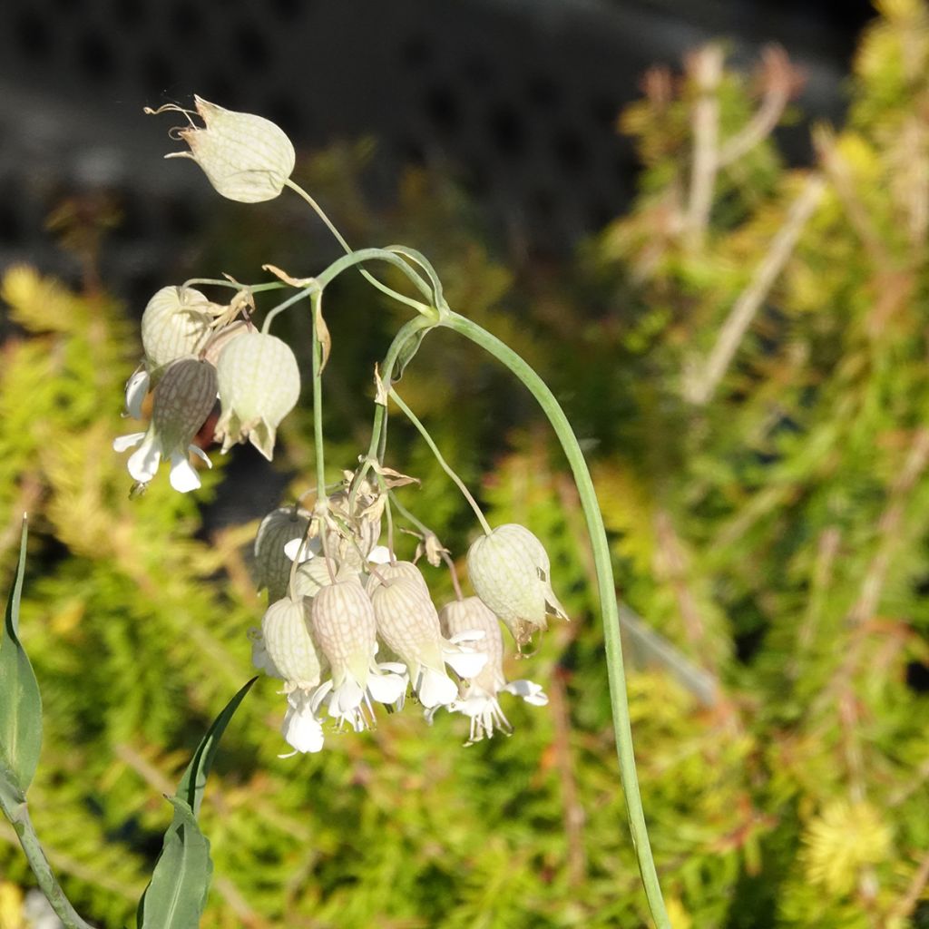 Silène enflé ou commun - Silene vulgaris