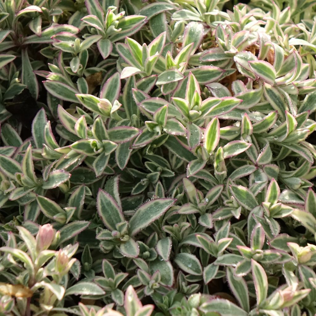 Silène maritime Druett's Variegated - Silene uniflora