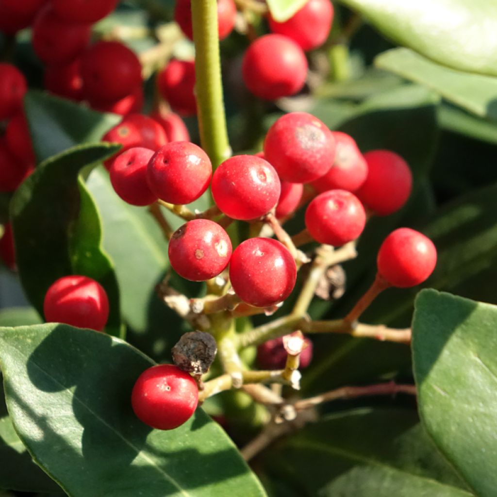 Skimmia japonica Pabella - Skimmia du Japon 