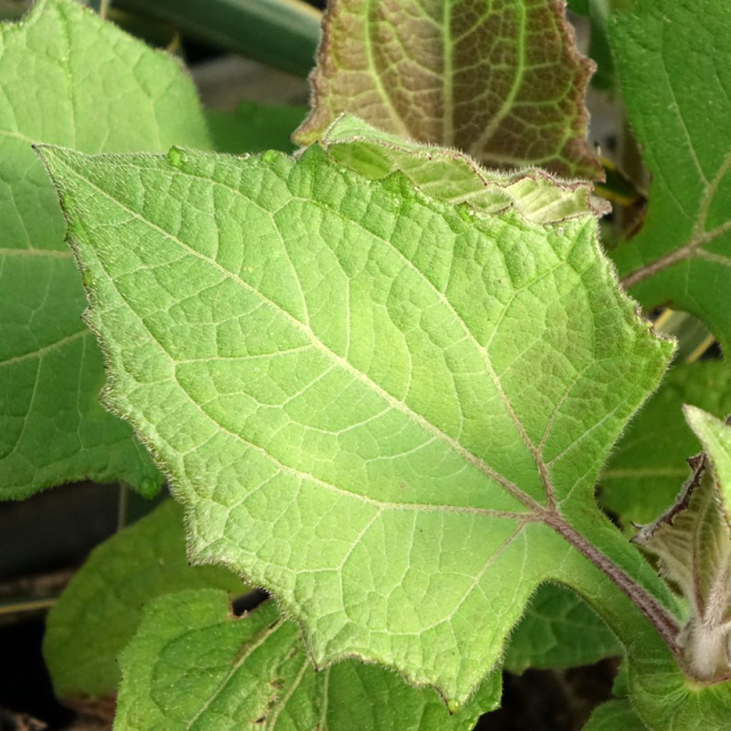 Smallanthus sonchifolius Red Yacon - Poire de terre