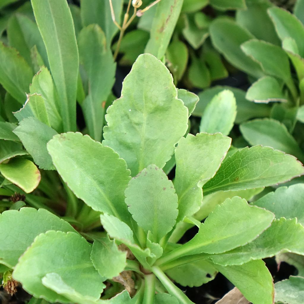 Solidago cutleri - Verge d'or