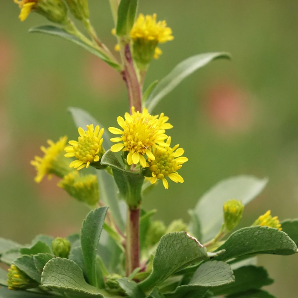 Solidago cutleri - Verge d'or