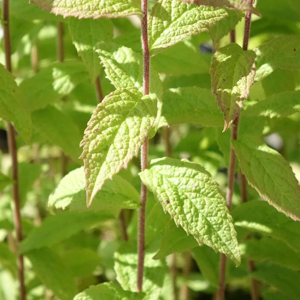 Solidago rugosa - Verge d'or rugueuse