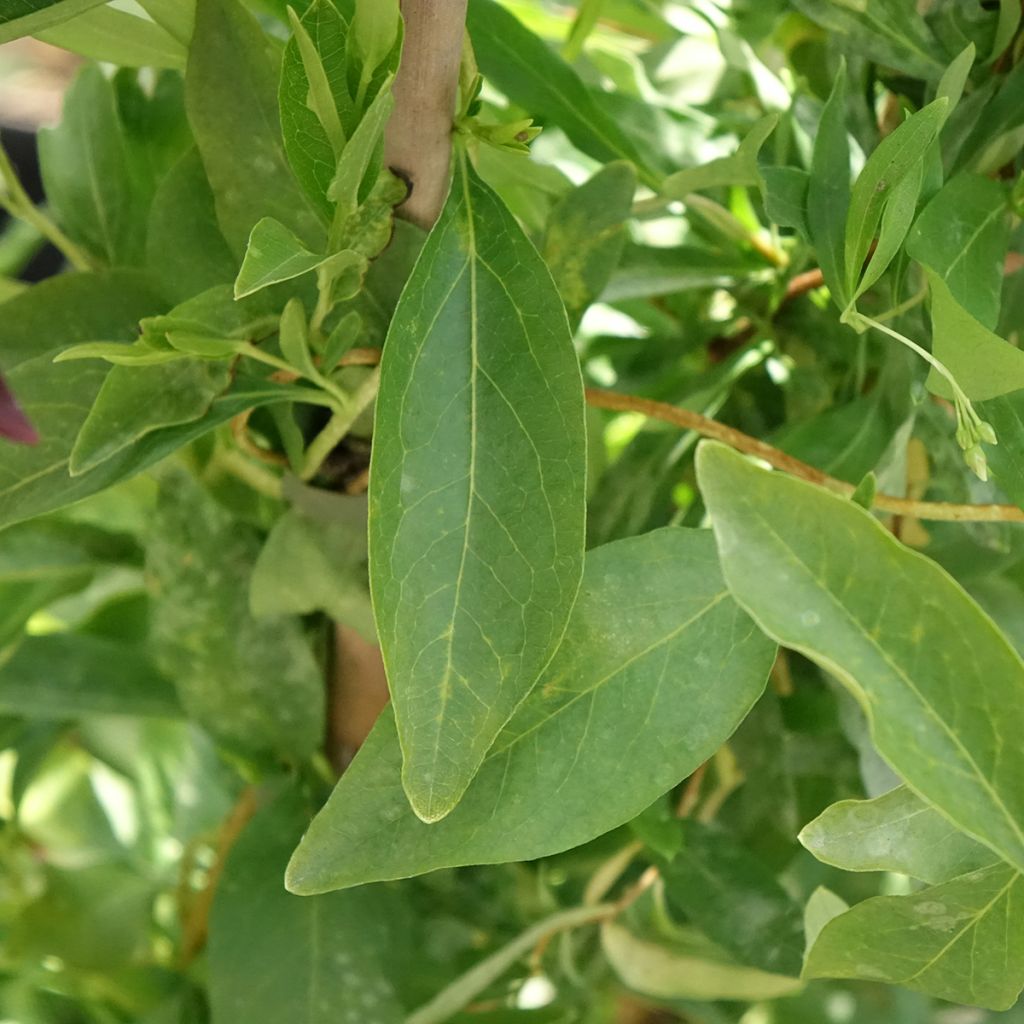 Sollya heterophylla blanc Alba