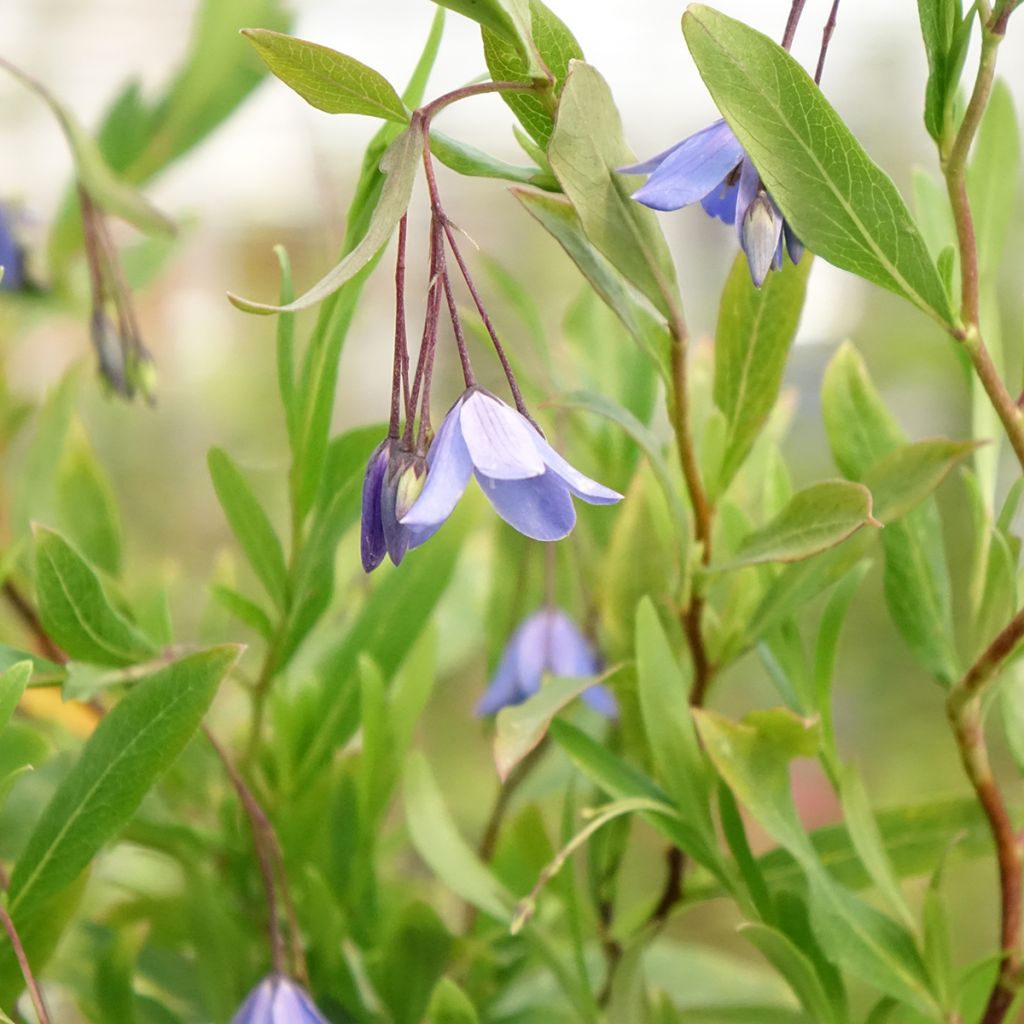 Sollya heterophylla Rosea
