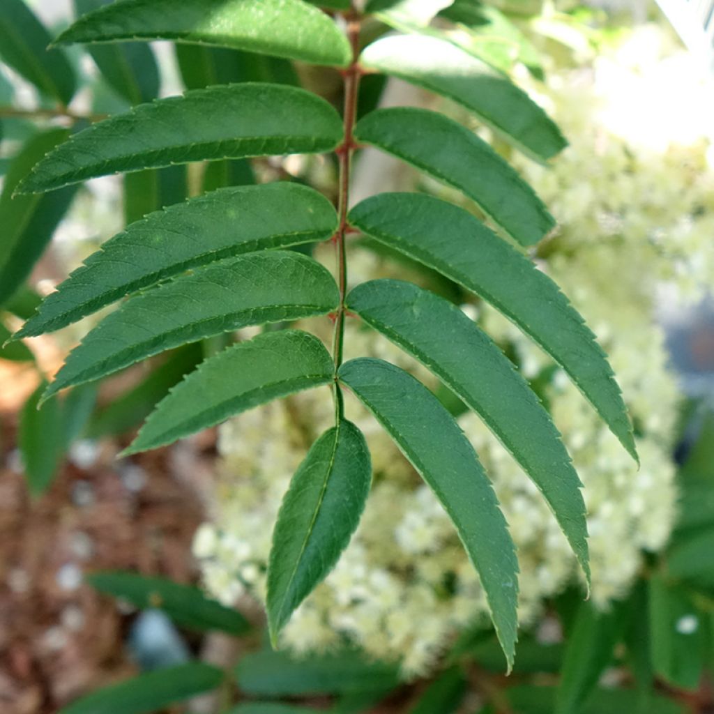 Sorbus aucuparia Autumn Spire - Sorbier des oiseleurs