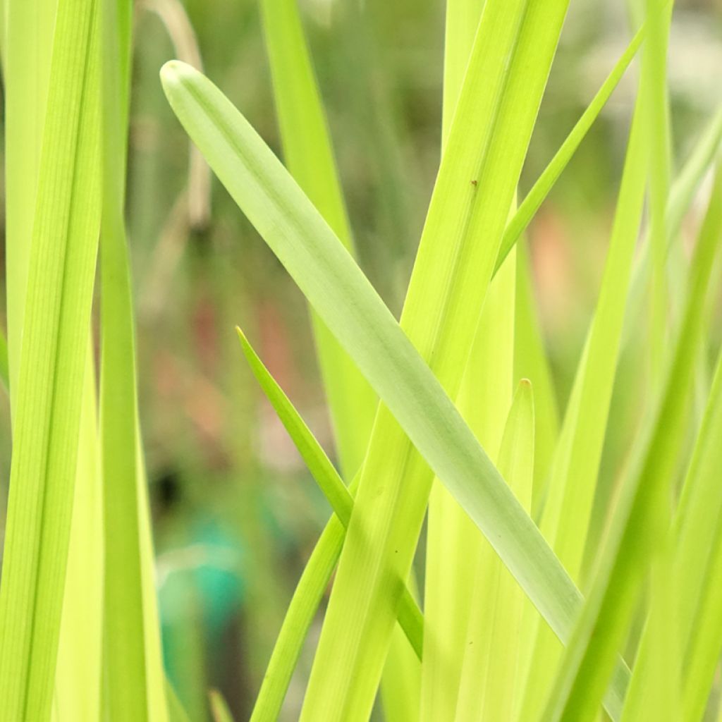 Sparganium erectum (= ramosum) - Ruban d'eau, Rubannier dressé 