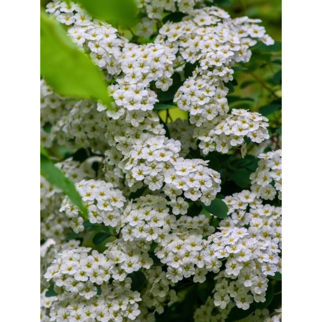 Spiraea vanhouttei - Spirée de Van Houtte