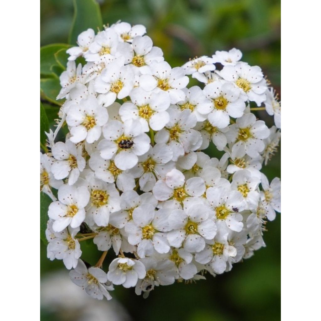 Spiraea vanhouttei - Spirée de Van Houtte