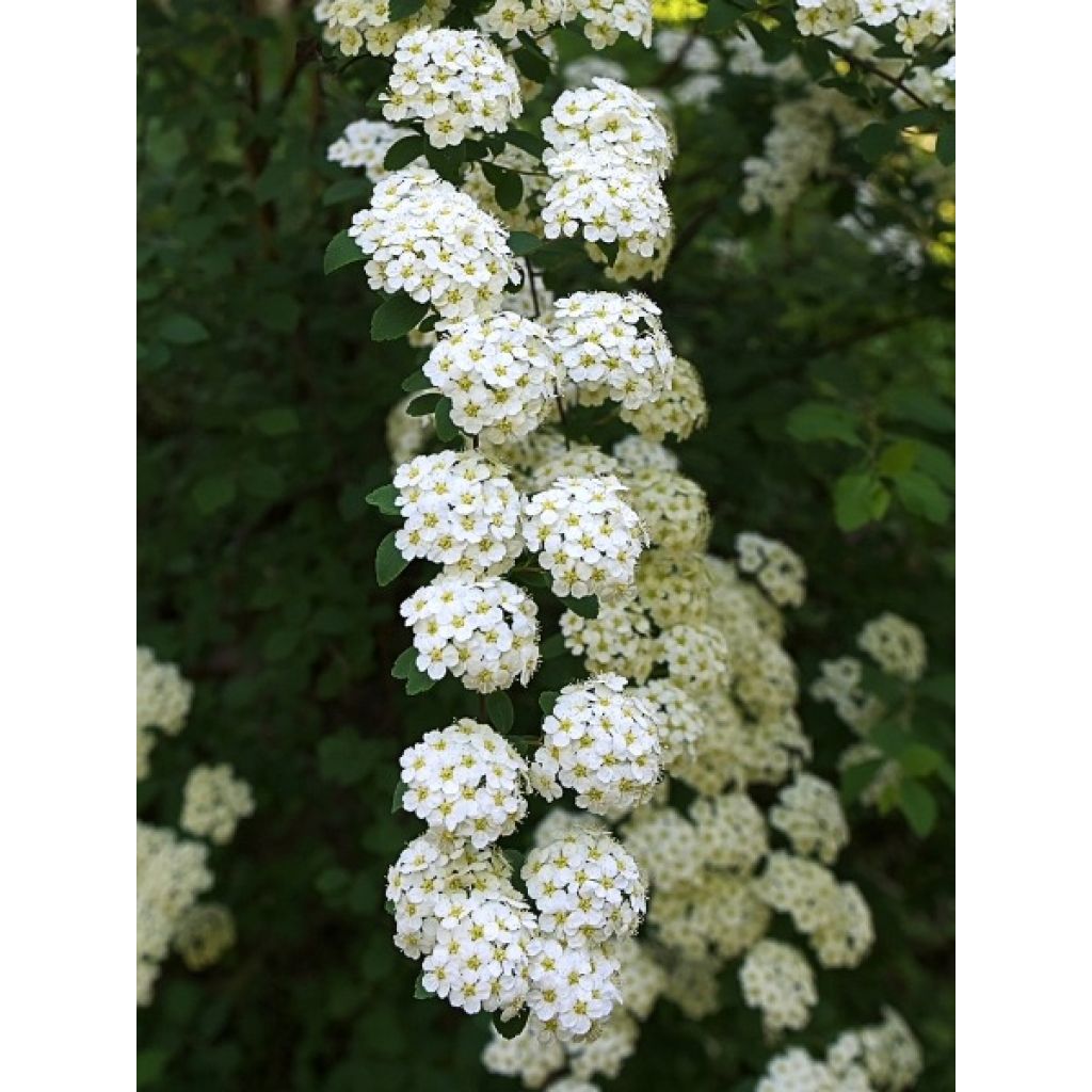 Spiraea vanhouttei - Spirée de Van Houtte