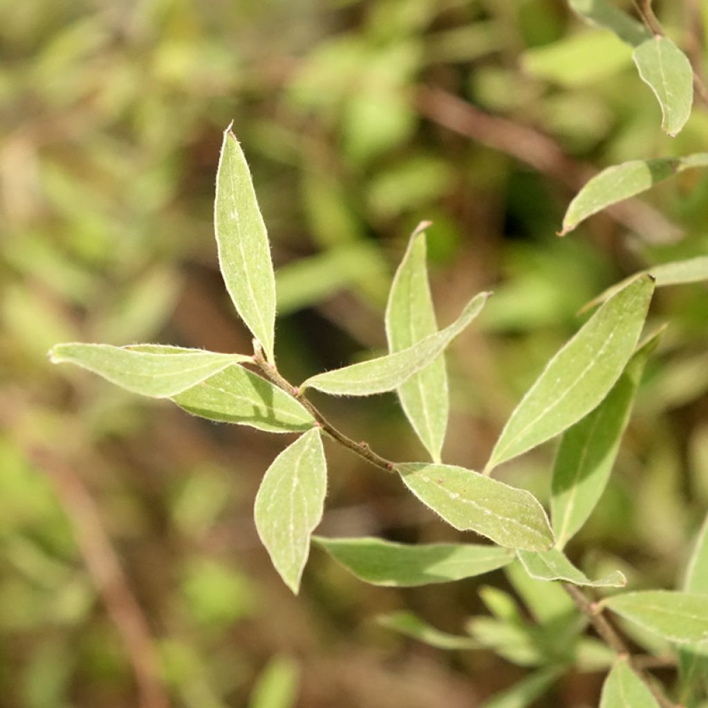 Spiraea cinerea Graciosa-Spirée dentelée