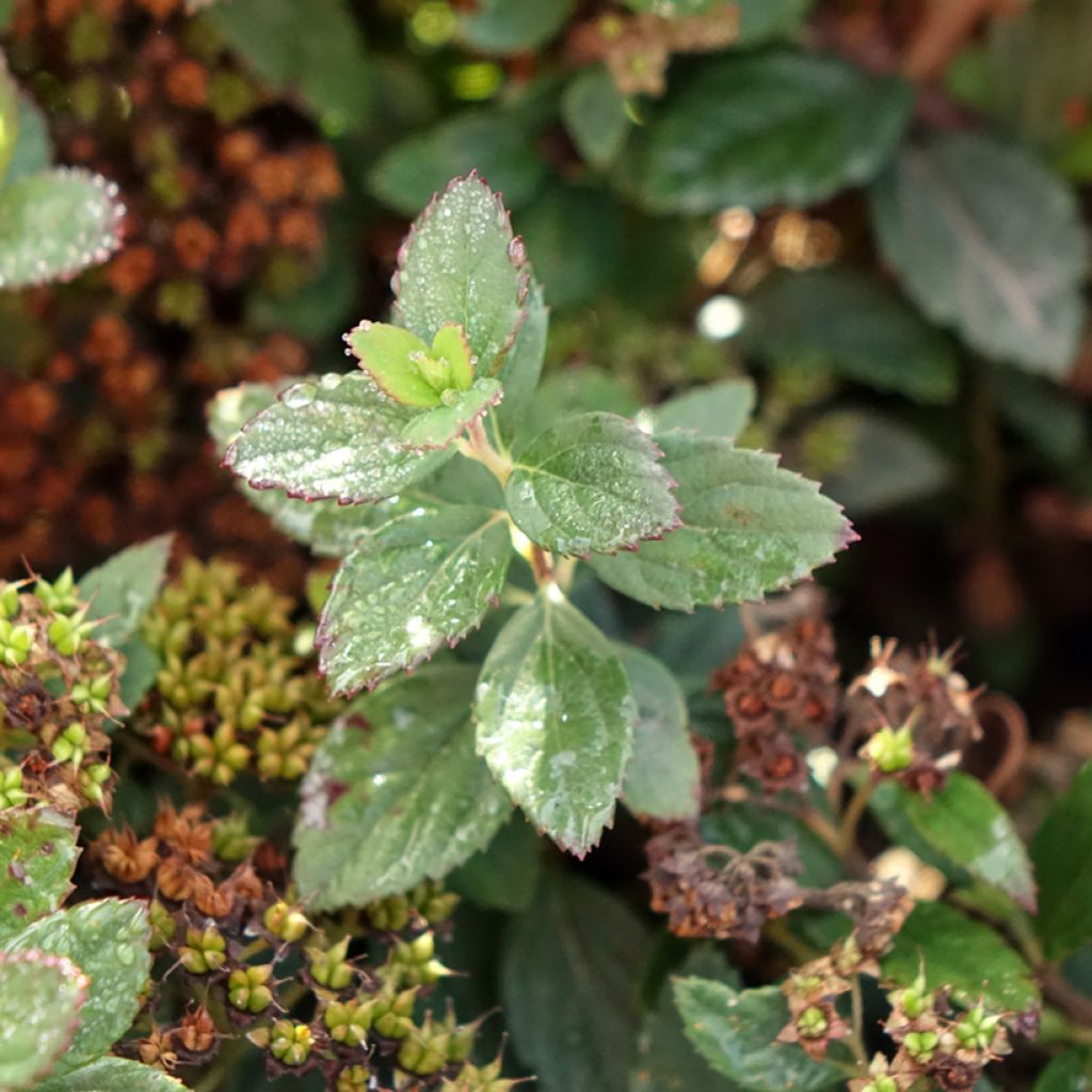 Spiraea japonica Odessa - Spirée japonaise